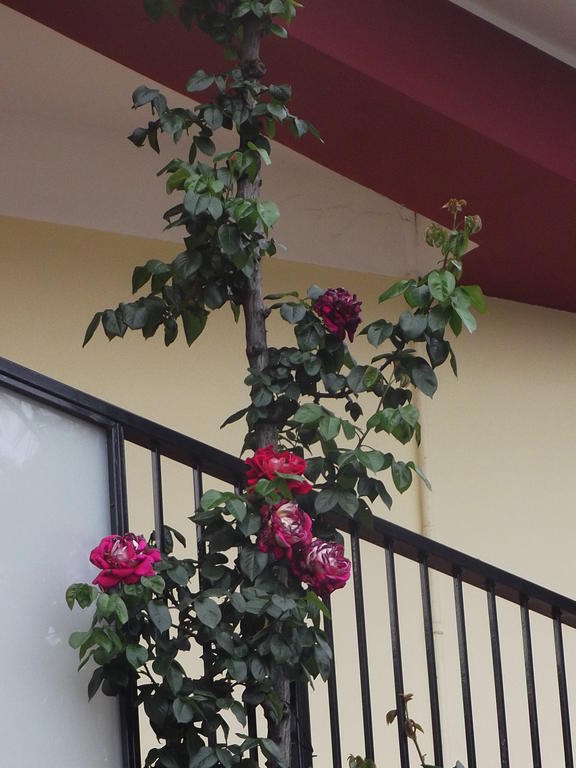 Hotel Renato Sesto San Giovanni Luaran gambar